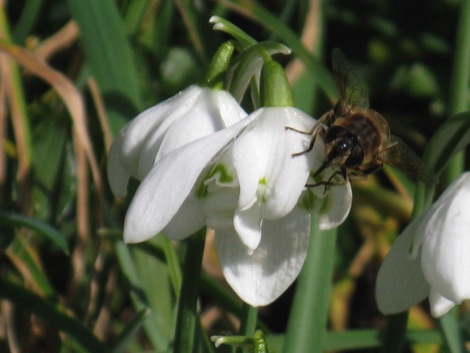 Hoverfly on a white snow drop flower